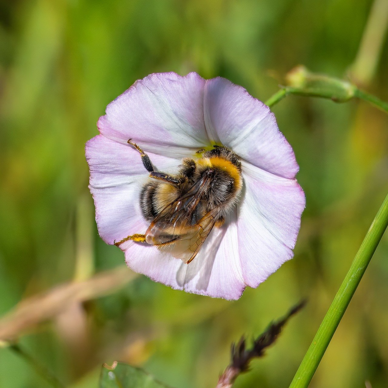 How to Create a Wildflower Meadow in a Small Yard
